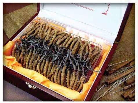 宜州冬虫夏草回收